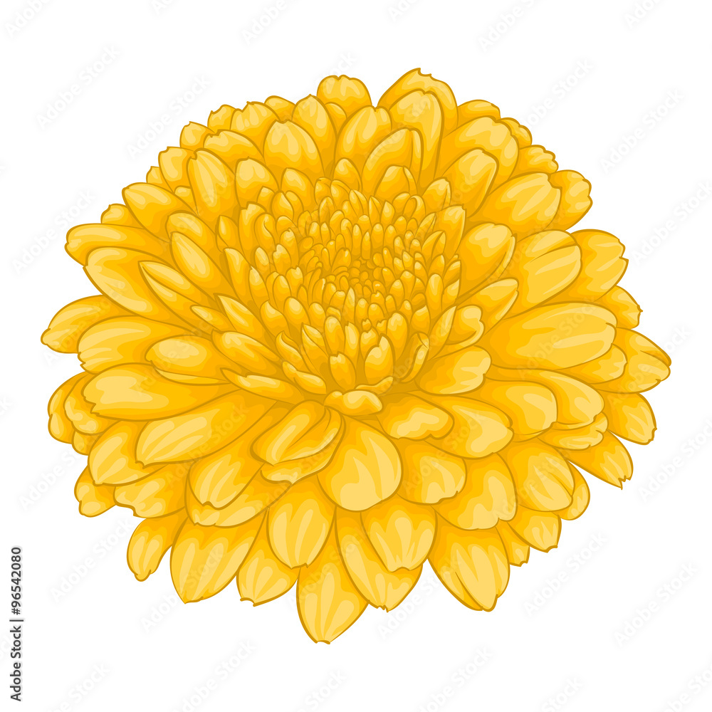 beautiful yellow chrysanthemum flower effect watercolor isolated on white  background. Stock Vector | Adobe Stock