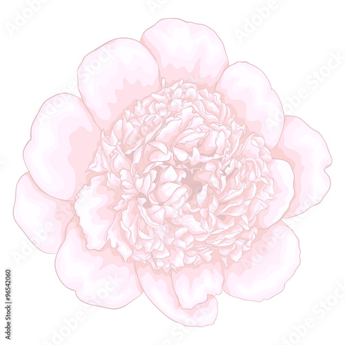 beautiful pink peony isolated on white background.