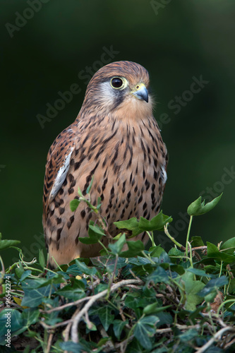 Kestrel (Falco Tinnunculus)/Kestrel perched on ivy covered branch © davemhuntphoto