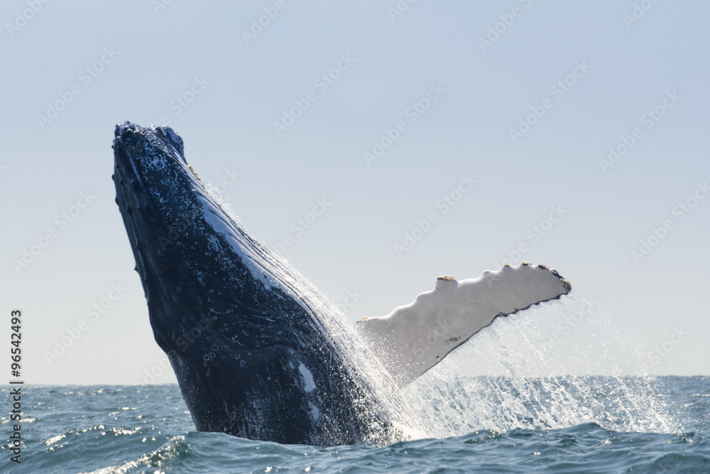 Naklejka premium Humpback Whale jumping in Puerto Lopez, Ecuador