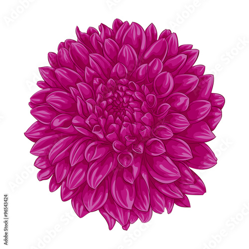 beautiful pink dahlia isolated on white background.
