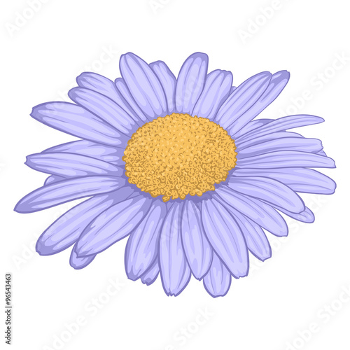 beautiful daisy flower isolated on white background.