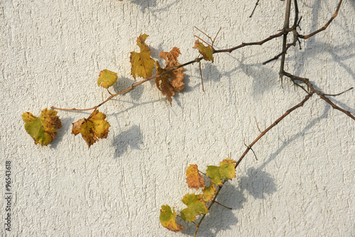 autumn vine 5
