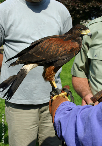 Hawk on gloved hand