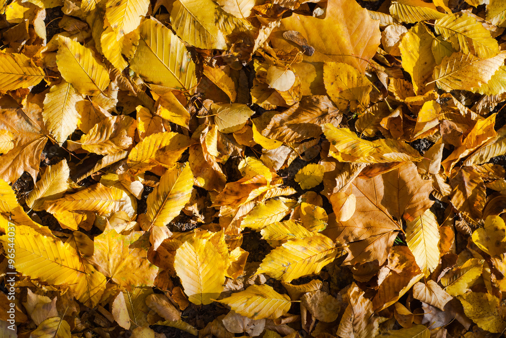 Autumn leaves Autumn leaves