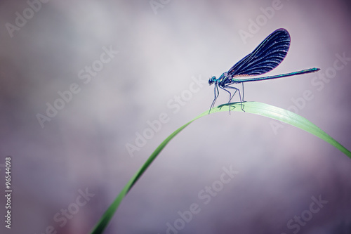 Dragonfly on a Blade of Grass