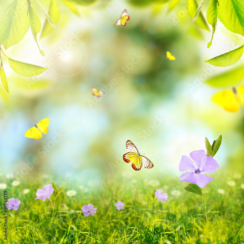 Spring or summer season abstract nature background with butterflies, green grass and leaves