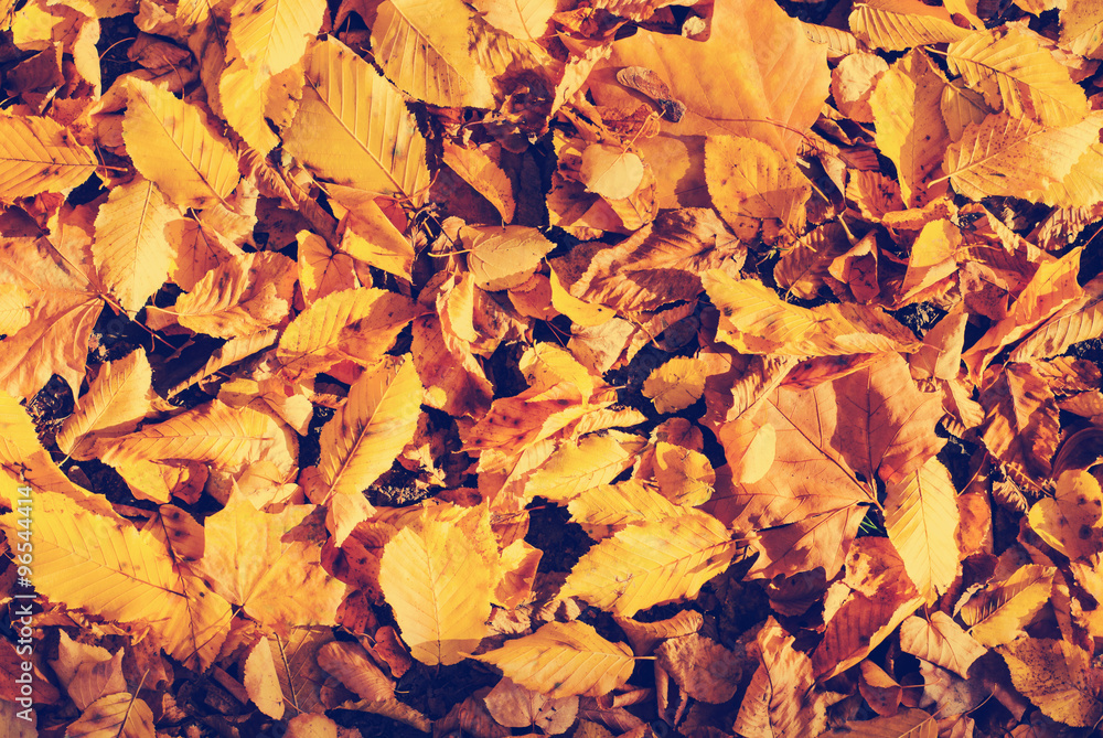 Obraz premium Autumn leaves