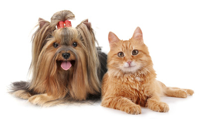 Cute pets isolated on white