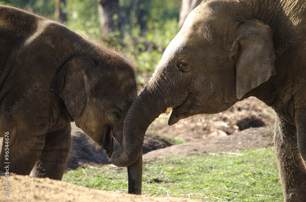 elephant live in village with people in nepal elephant live in village with people in nepal