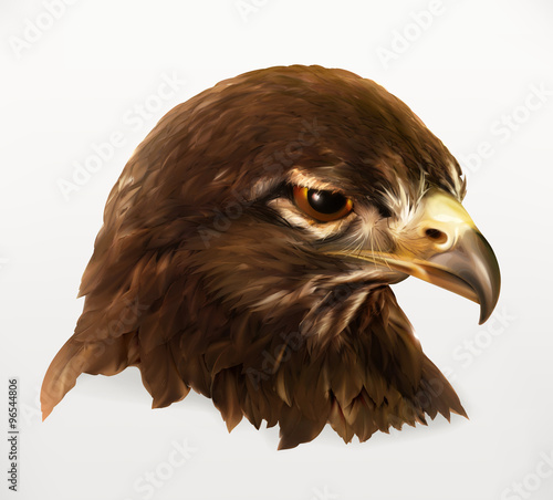 Eagle head, realistic vector illustration