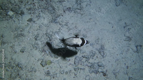 little boxfish at night.  Handheld shot made in artificial lighting.
 photo