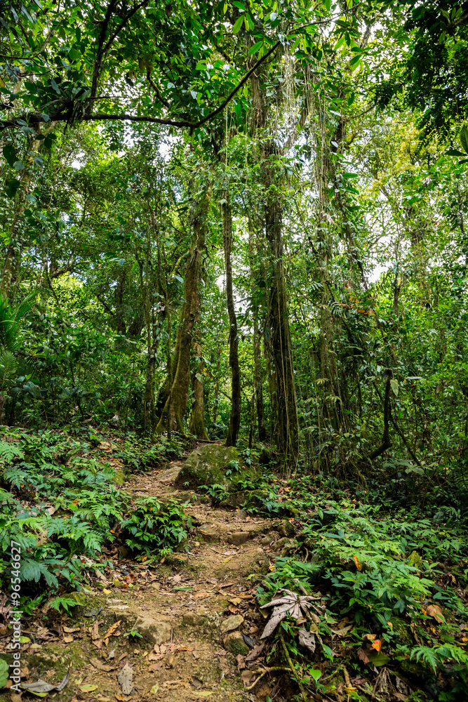 ein kleiner Trampelpfade im grünen dichten Dschungel in Costa Rica