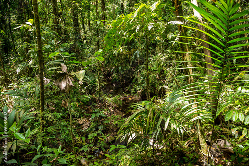 grüner dichter Dschungel in Costa Rica