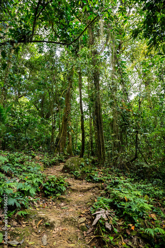 ein kleiner Trampelpfade im grünen dichten Dschungel in Costa Rica