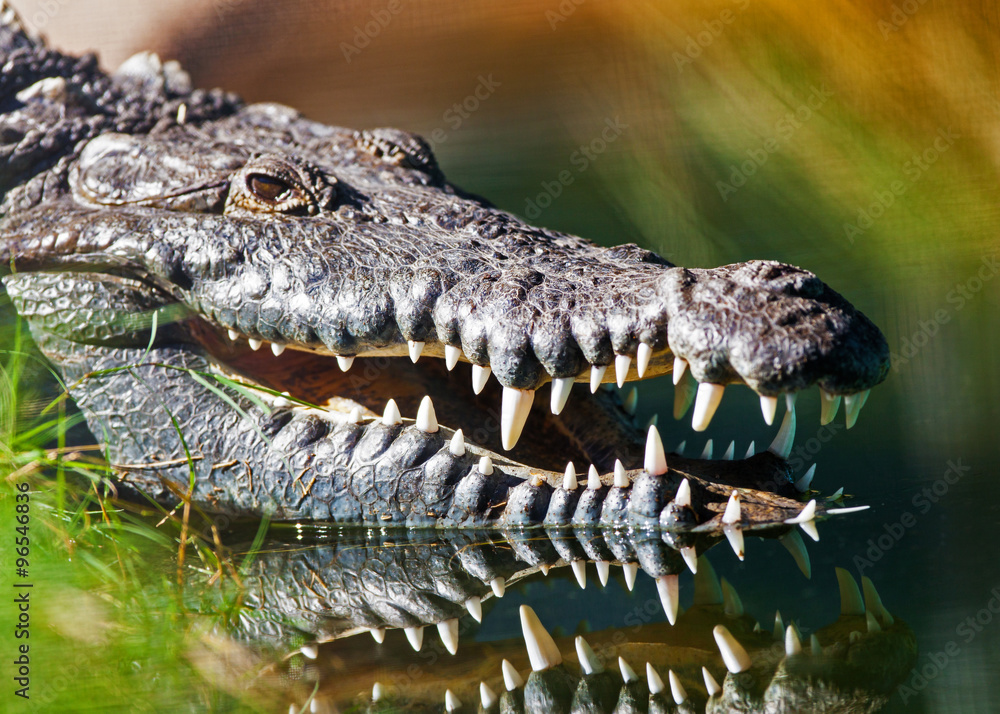 Naklejka premium Dangerous American Crocodile In Water