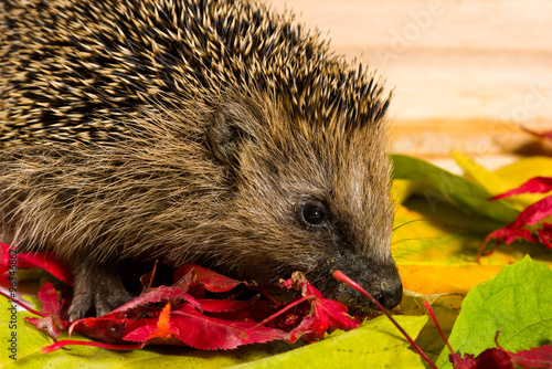 Hedgehog searching for fodder on autumn leaves