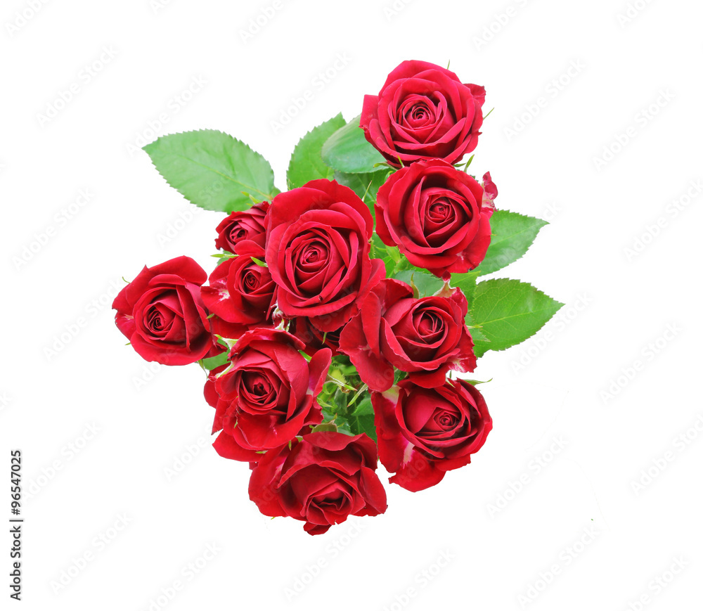 薔薇 薔薇