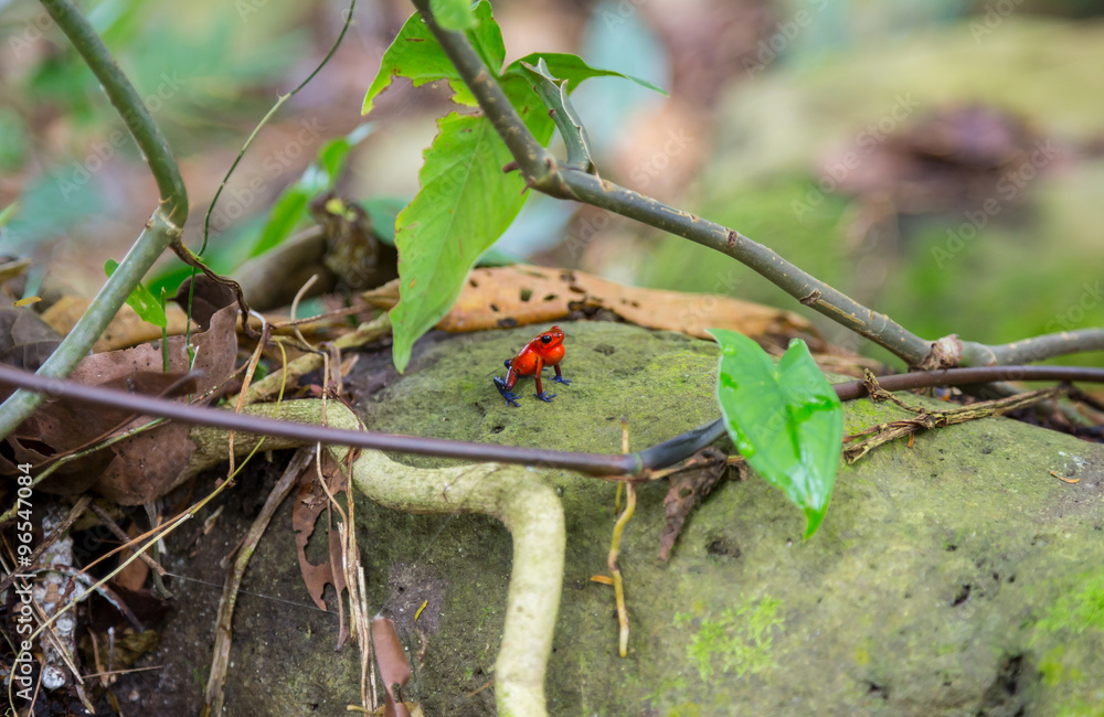 kleiner rot blauer frosch auf einer Wurzel