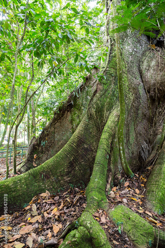 ein Baumriese mit Brettwurzeln im Regenwald in Costa Rica