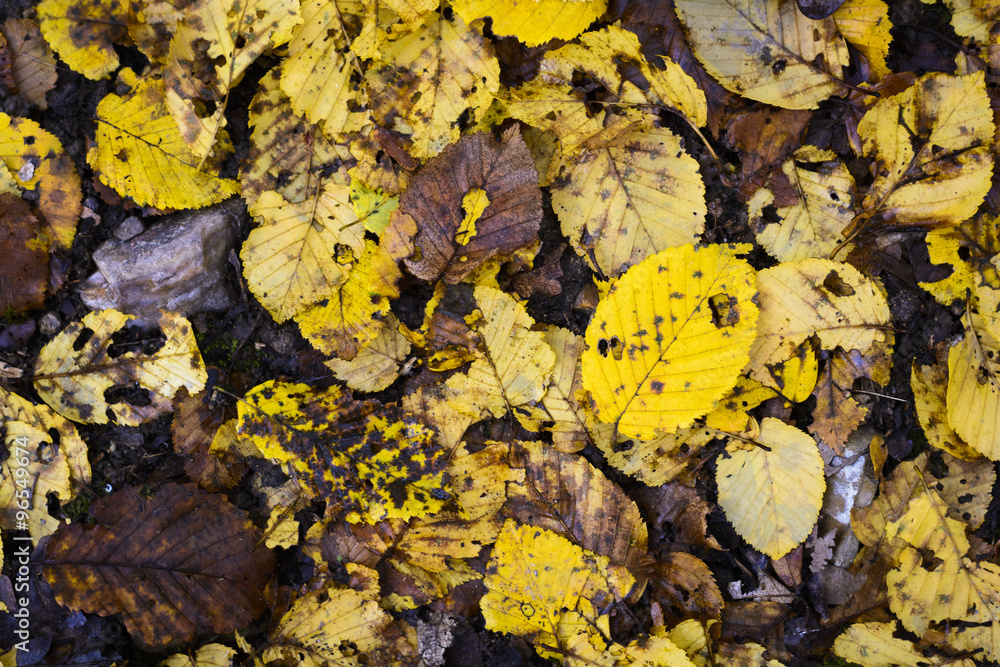 Yellow leaves fall on the floor during autumn season Yellow leaves fall on the floor during autumn season