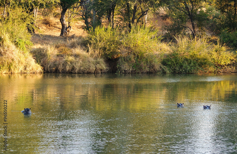 Hippopotame in Limpopo river Botswana Hippopotame in Limpopo river Botswana