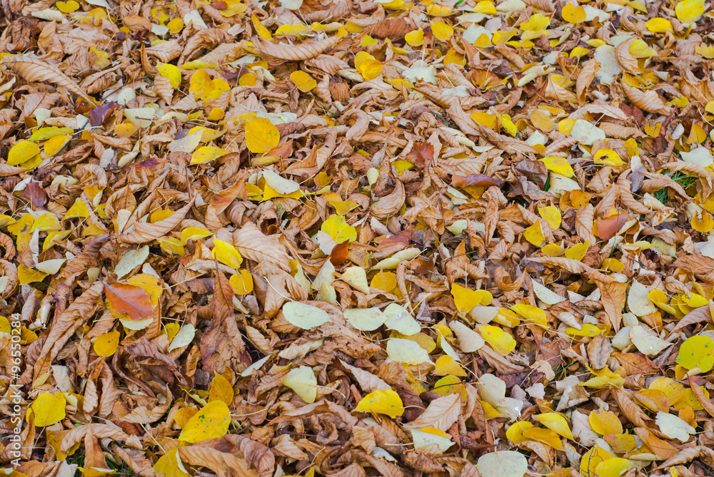 Autumn leaves Autumn leaves