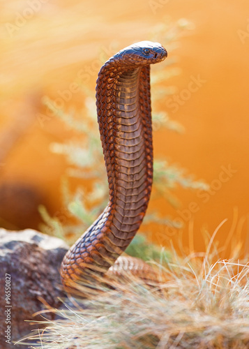 Venomous Cobra On Rock