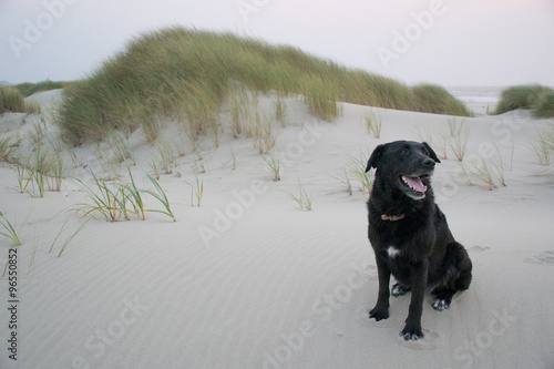 Dog in the dunes of Bayocean Peninsula, Oregon photo