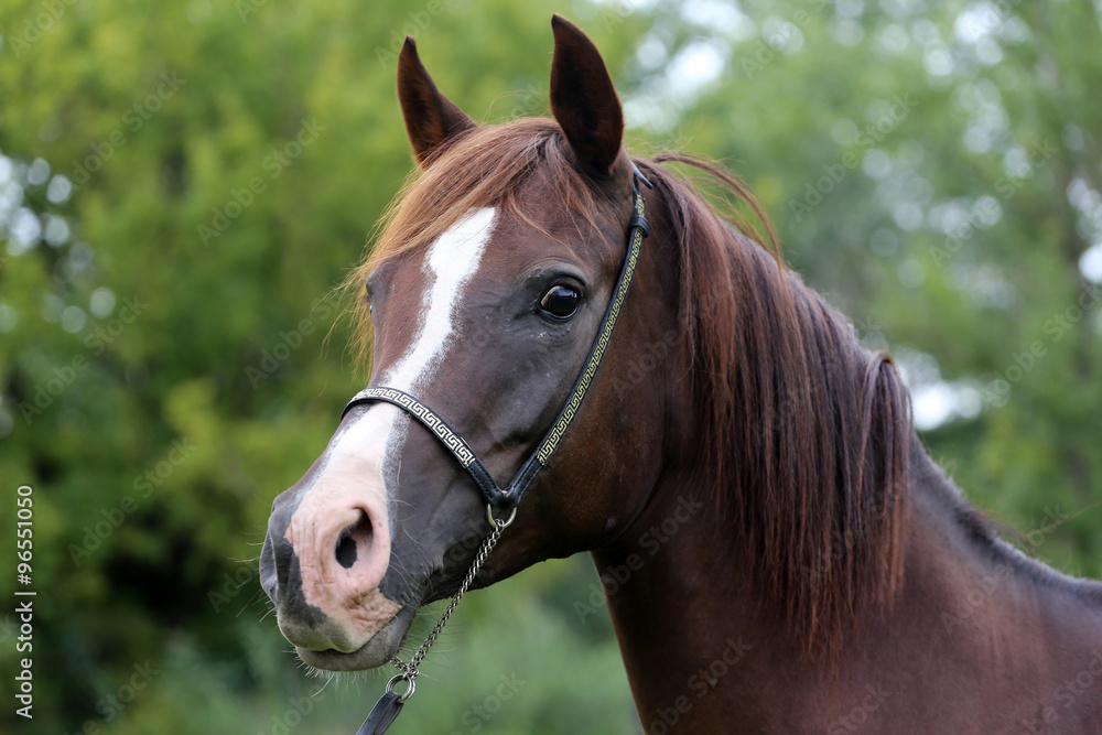 Obraz premium Purebred arabian horse head on natural background