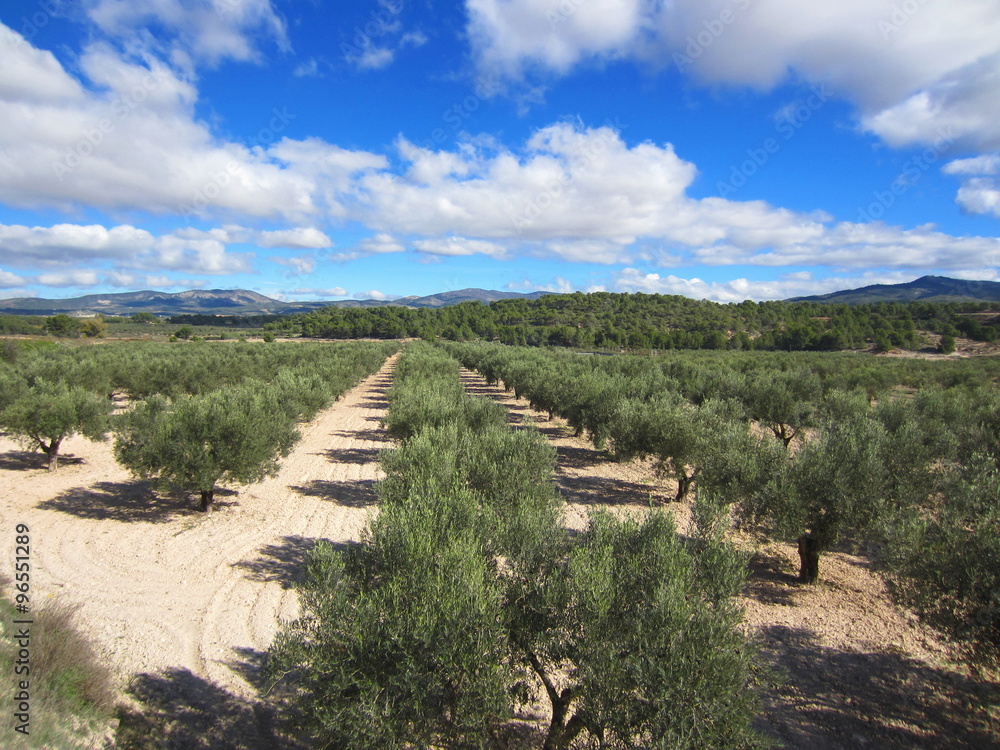 olive grove in Mediterranean Spain