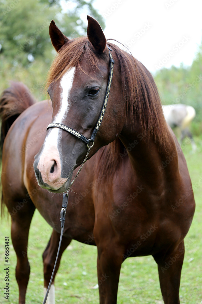 Beautiful chestnut horse head on meadow summer time Beautiful chestnut horse head on meadow summer time