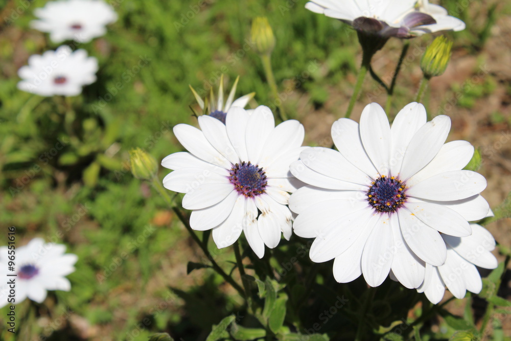 Obraz premium Beautiful nature scene