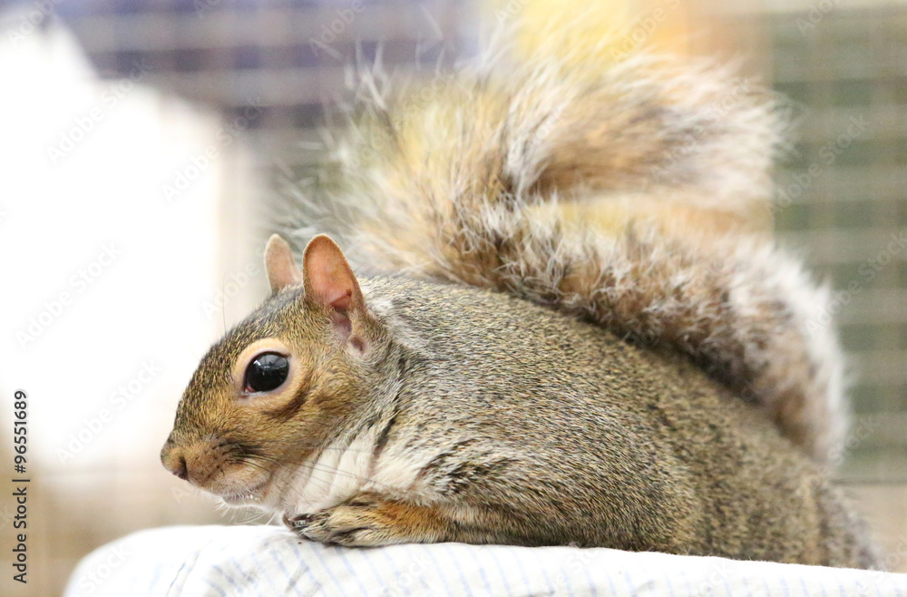 Obraz premium amerikanisches Grauhörnchen