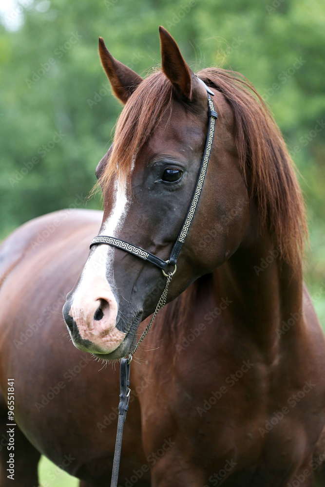 Beautiful chestnut horse head on meadow summer time Beautiful chestnut horse head on meadow summer time