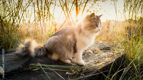 Fototapeta Naklejka Na Ścianę i Meble -  Toned shot of cat sitting on log at lake at sunrise