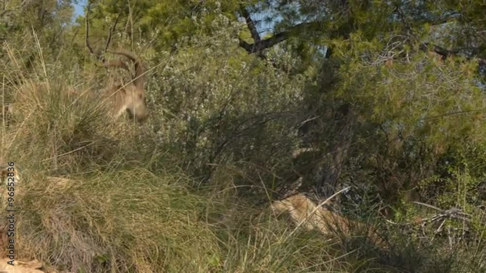 Iberian ibex males fighting in the rutting season in the Mediterranean forest Iberian ibex males fighting in the rutting season in the Mediterranean forest