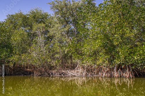Mangle en lagunas de chacahua photo