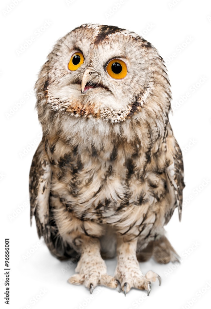 Fototapeta premium Animal.