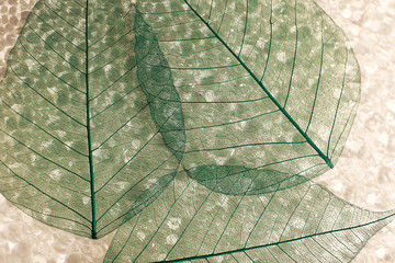 Fototapete Dekoratives Venenblatt Abstrakte Blattadern geometrisches Naturraster  © Africa Studio