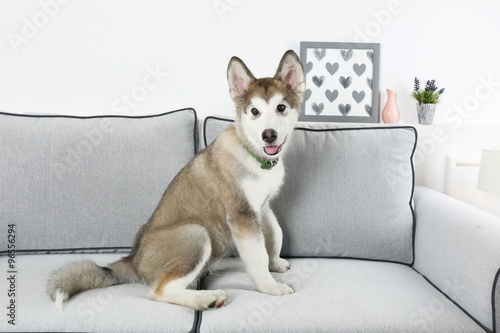 Cute Alaskan Malamute puppy on sofa, close up