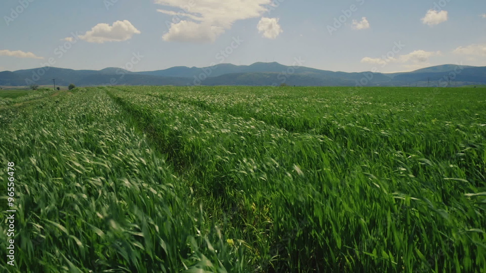 Rural grassy country road,fields of green, extending to the horizon. Rural grassy country road,fields of green, extending to the horizon.