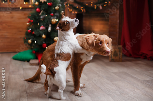 Fototapeta Naklejka Na Ścianę i Meble -  Dog Jack Russell Terrier and Dog Nova Scotia Duck Tolling Retriever holiday, Christmas and New Year