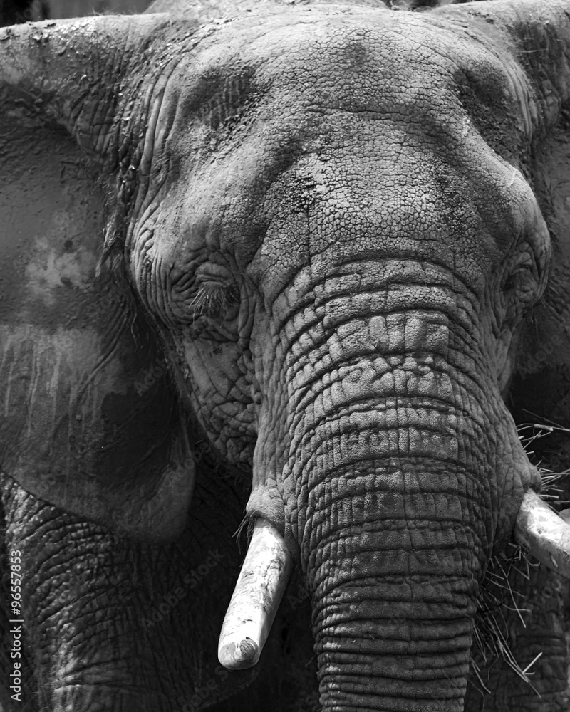 Fototapeta Large Elephant Close Up In Black and White
