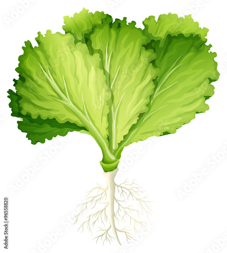 Fresh lettuce with root