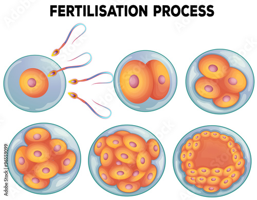 Diagram of fertilisation process