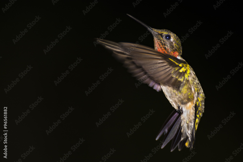 Fototapeta premium Ruby-throated Hummingbird
