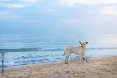 Fototapeta Naklejka Na Ścianę i Meble -  Cute dog on the beach