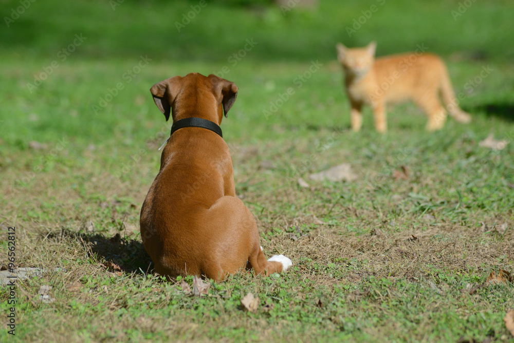 Boxer puppy spies a cat in the background. Boxer puppy spies a cat in the background.