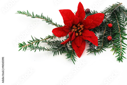 Christmas poinsettia flower, pine tree branch and mistletoe for decoration poinsettia 